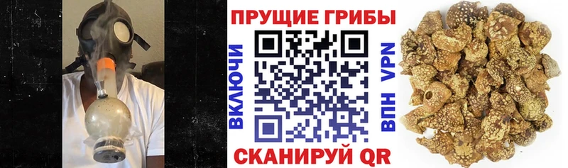Галлюциногенные грибы Psilocybe Калининград